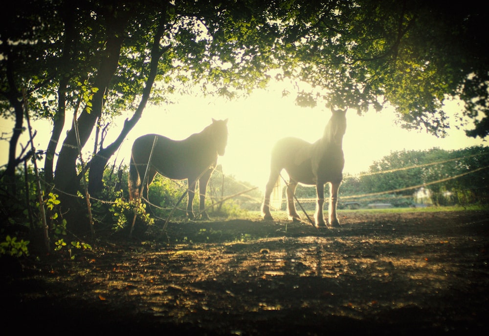 silhueta de dois cavalos em pé perto da árvore durante o nascer do sol