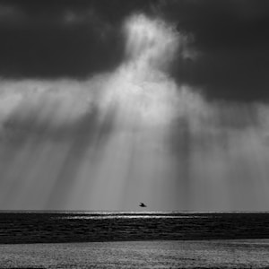 graysclae photography of calm body of water