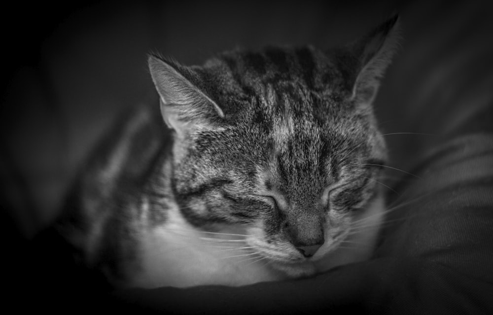 grayscale photography of tabby cat