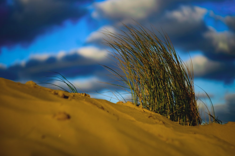 grass on sand dunes view during daytime