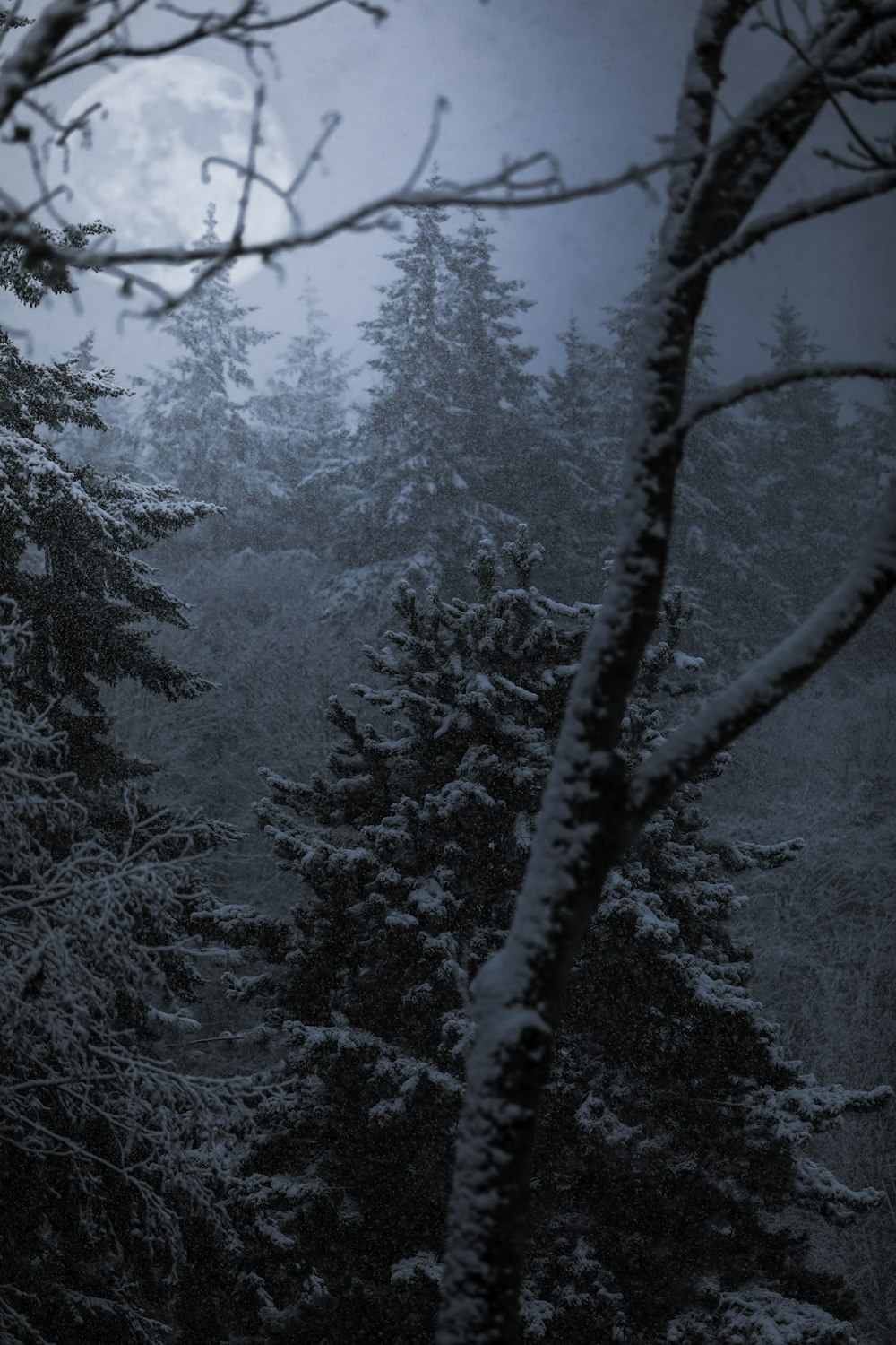 trees coated snow