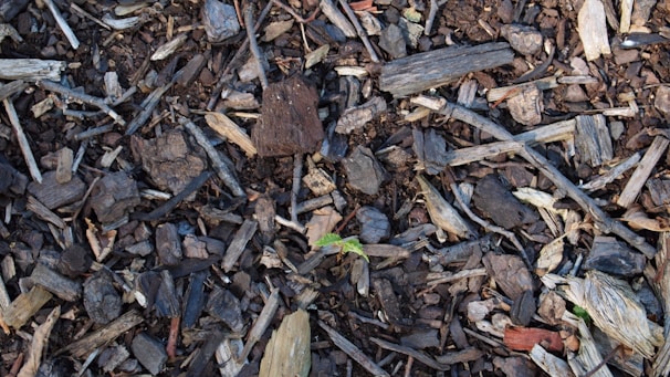 Close-up of wood pellets spilling from a bag onto a wooden surface with green saplings growing nearby.