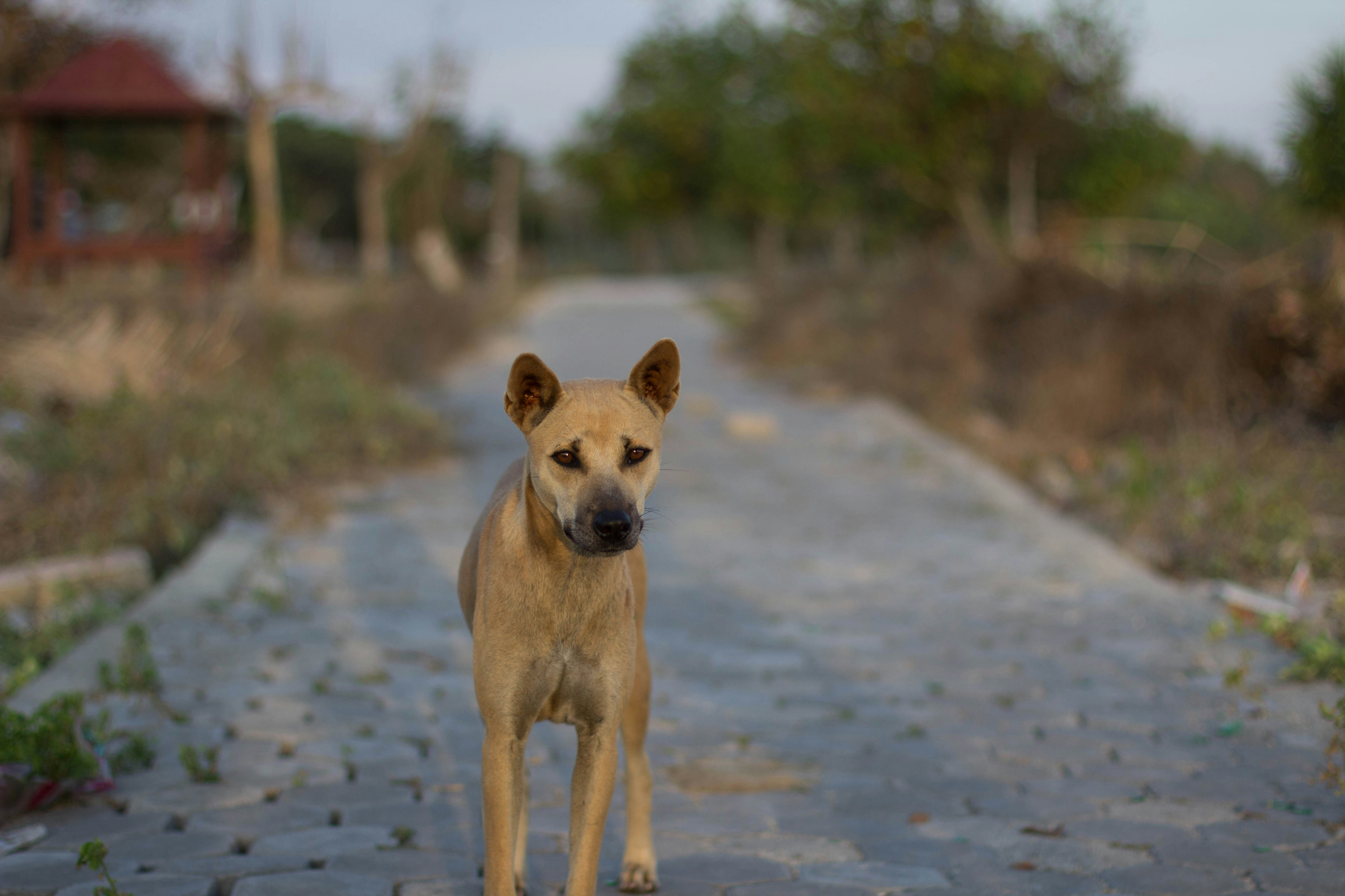 Free Unsplash photo from Paul Mohaï