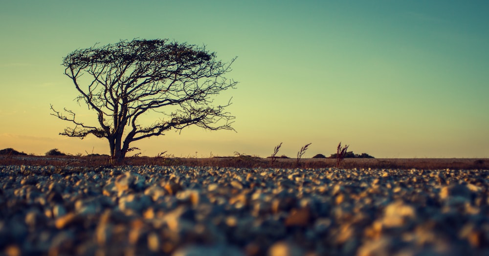 view of withered tree under blue sky during golden hour