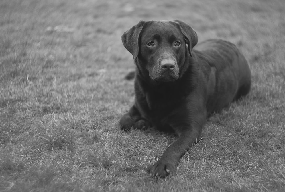 Foto de enfoque selectivo de perro acostado en la hierba