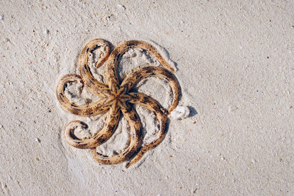 Photographie aérienne de poulpe brun et noir sur le sable