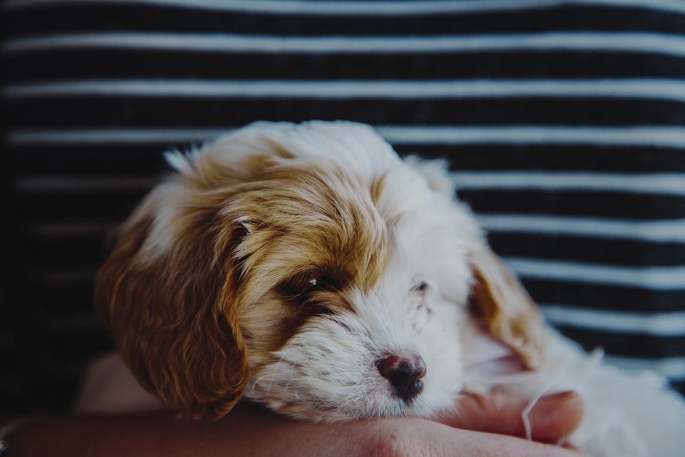 person carrying a brown and white puppy