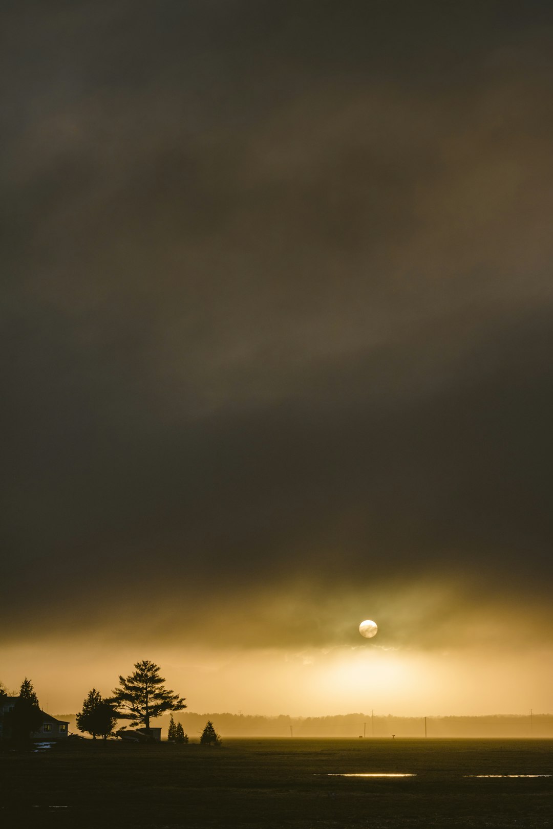 silhouette of trees during golden hour