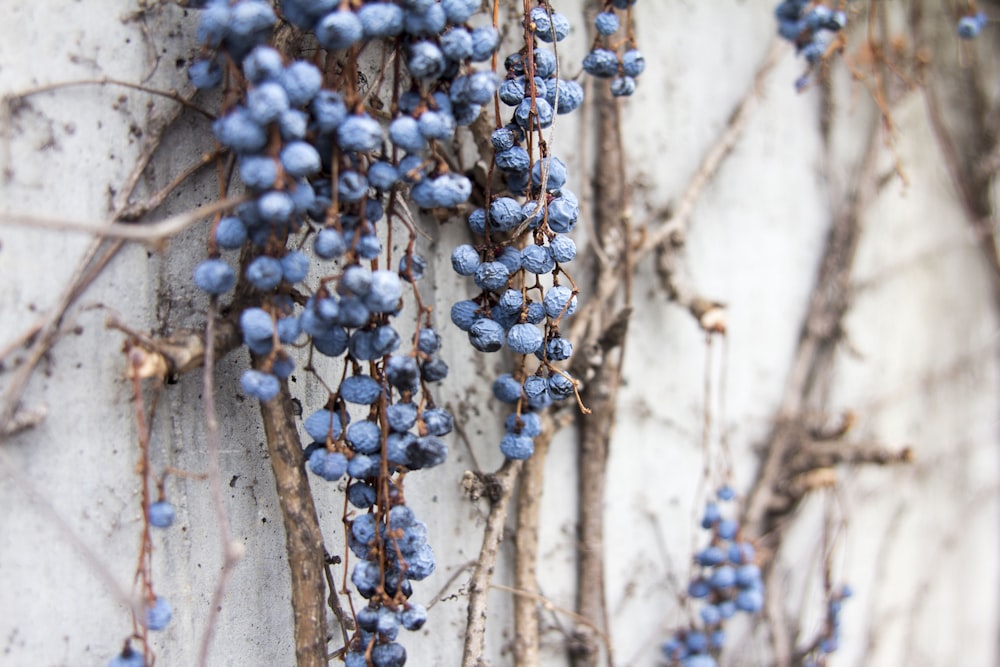 a bunch of blue berries hanging from a tree