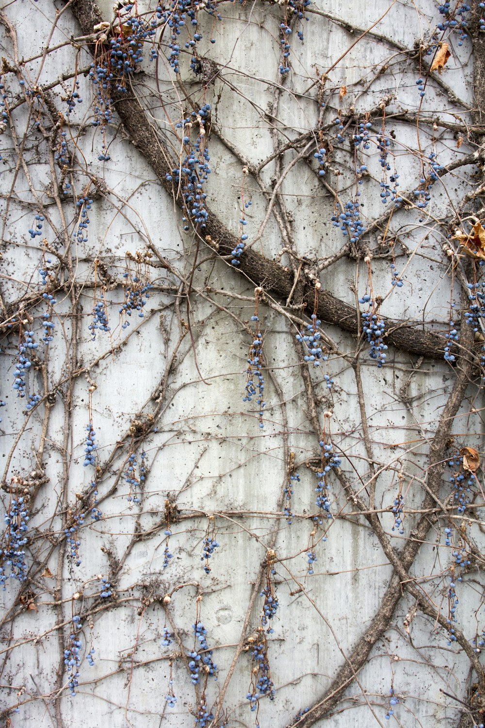 vines growing on the side of a building