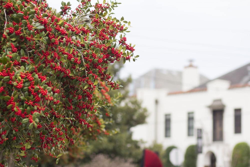 a tree with red berries in front of a white house