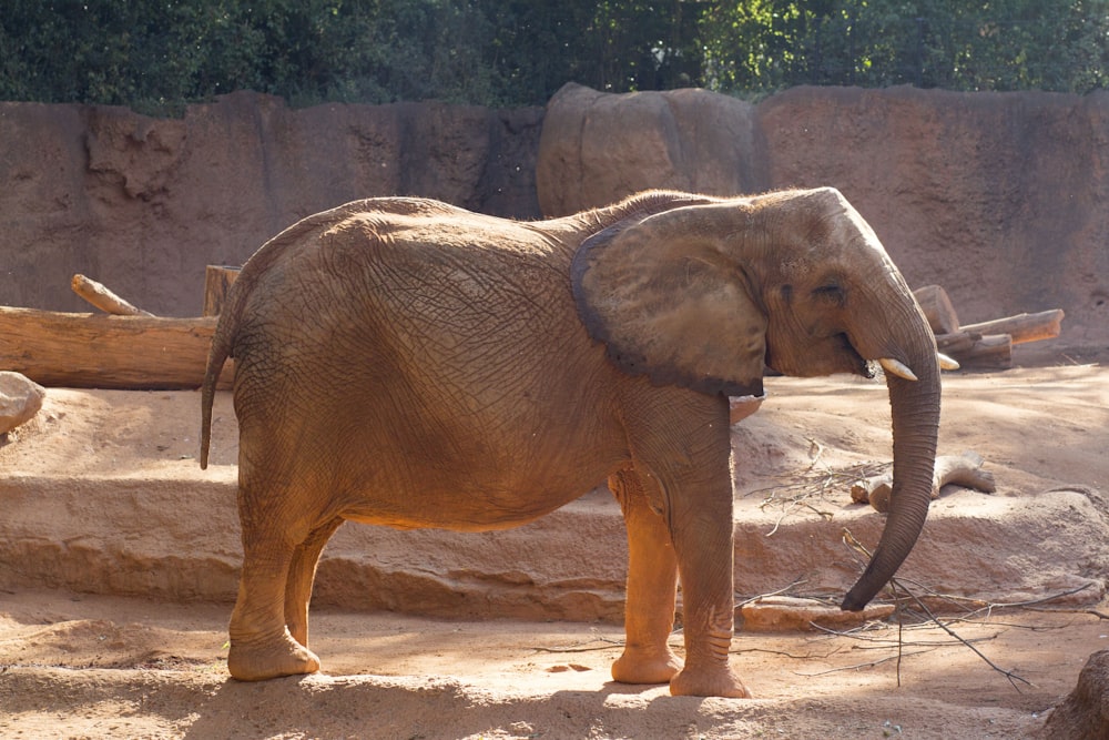 an elephant is standing in the dirt near some rocks