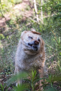 A wet dog is shaking off water vigorously, with droplets visible in the air around it. The dog's fur appears to be a light tan color, and it is surrounded by lush green vegetation, suggesting a forest or garden setting.