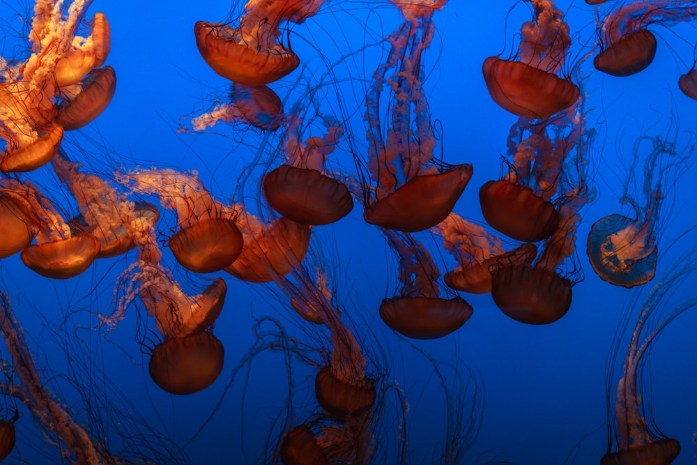 Fotografía de medusas marrones