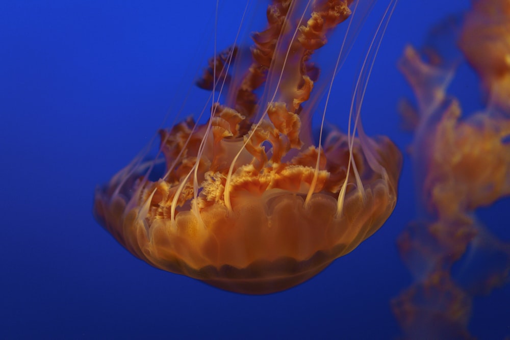 shallow focus photography of brown jellyfish under water