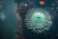 An up-close view of a beautiful sea anemone.