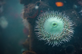 A close-up view of a sea anemone underwater, displaying its tentacles spread out in a circular pattern. The water has a slightly murky appearance, and the background features a blurred view of other marine life.