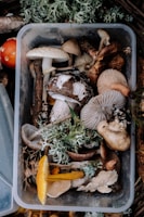 bunch of mushrooms on tray