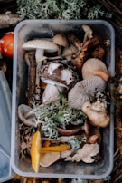 bunch of mushrooms on tray