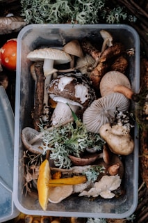 bunch of mushrooms on tray