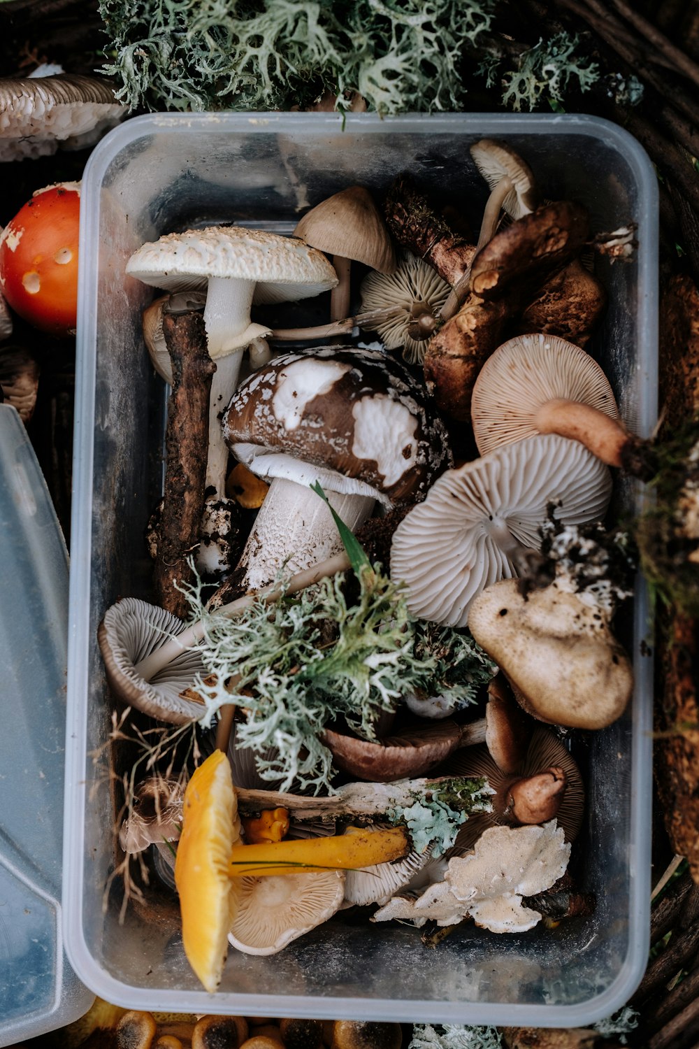 bunch of mushrooms on tray