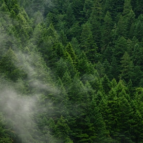 green pine trees during daytime