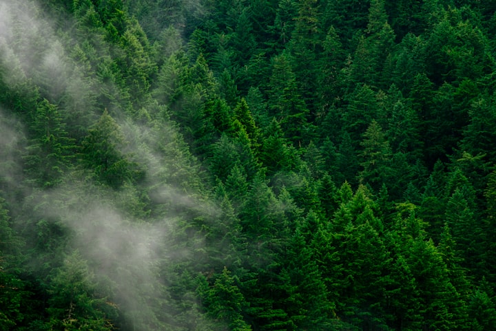 Waldpanorama mit Wolke