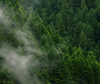 green pine trees during daytime