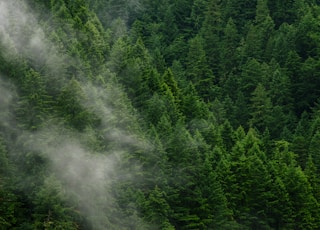 green pine trees during daytime