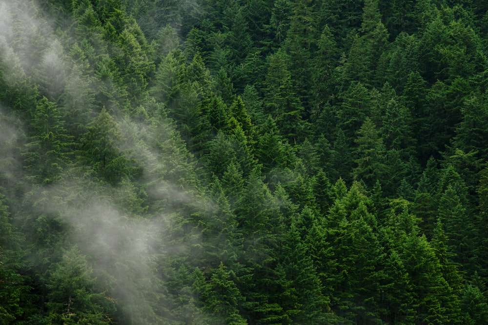 green pine trees during daytime