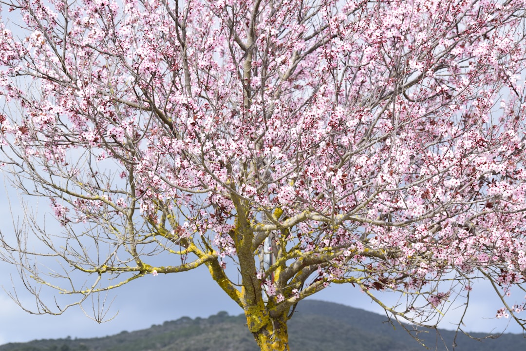 pink petaled tree
