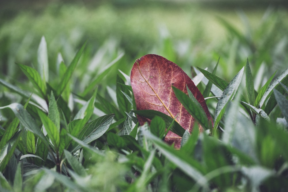 Fotografia de foco raso de folha vermelha na grama verde