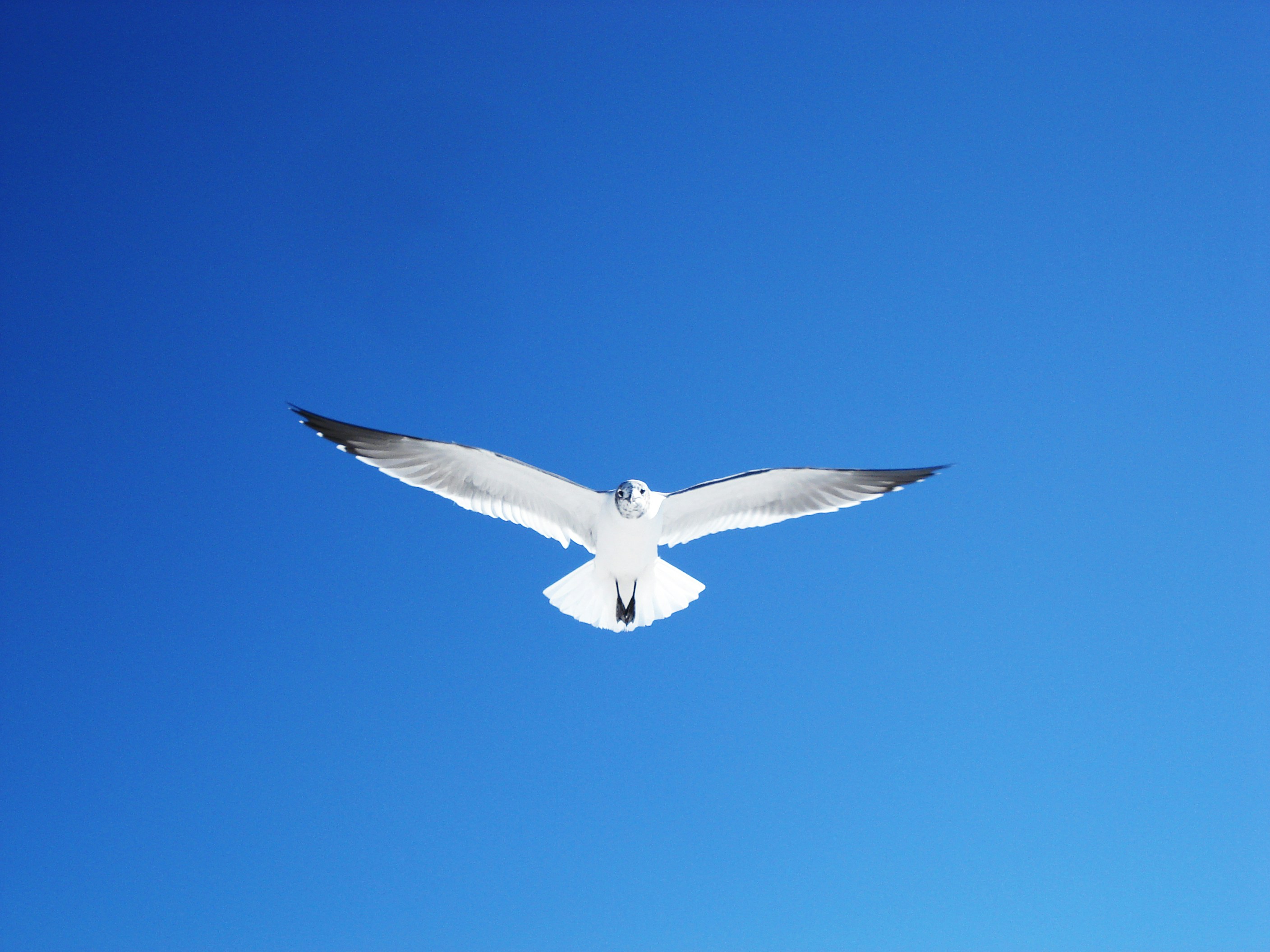 Free Unsplash photo from Joshua Rodriguez