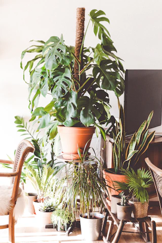 Artistic indoor tropical plant arrangement in a modern living room with natural light