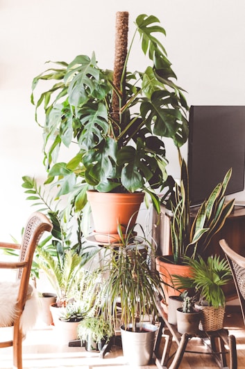A collection of indoor plants in various pots, including a large monstera plant, surrounded by other green leafy plants. The scene includes wicker and wooden furniture, creating a cozy and natural atmosphere with ample sunlight illuminating the plants.