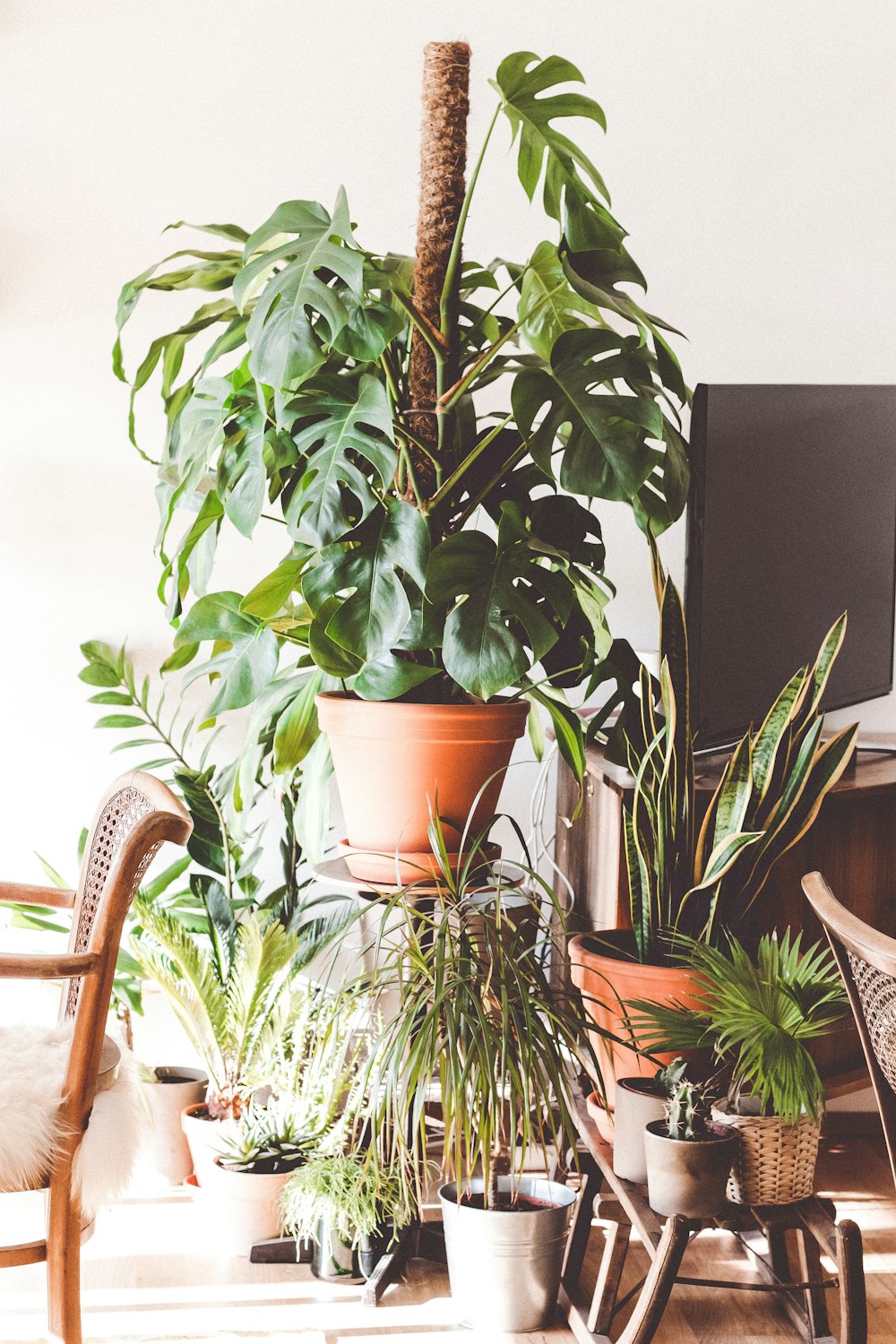 plantas verdes entre el sillón y el televisor de pantalla plana