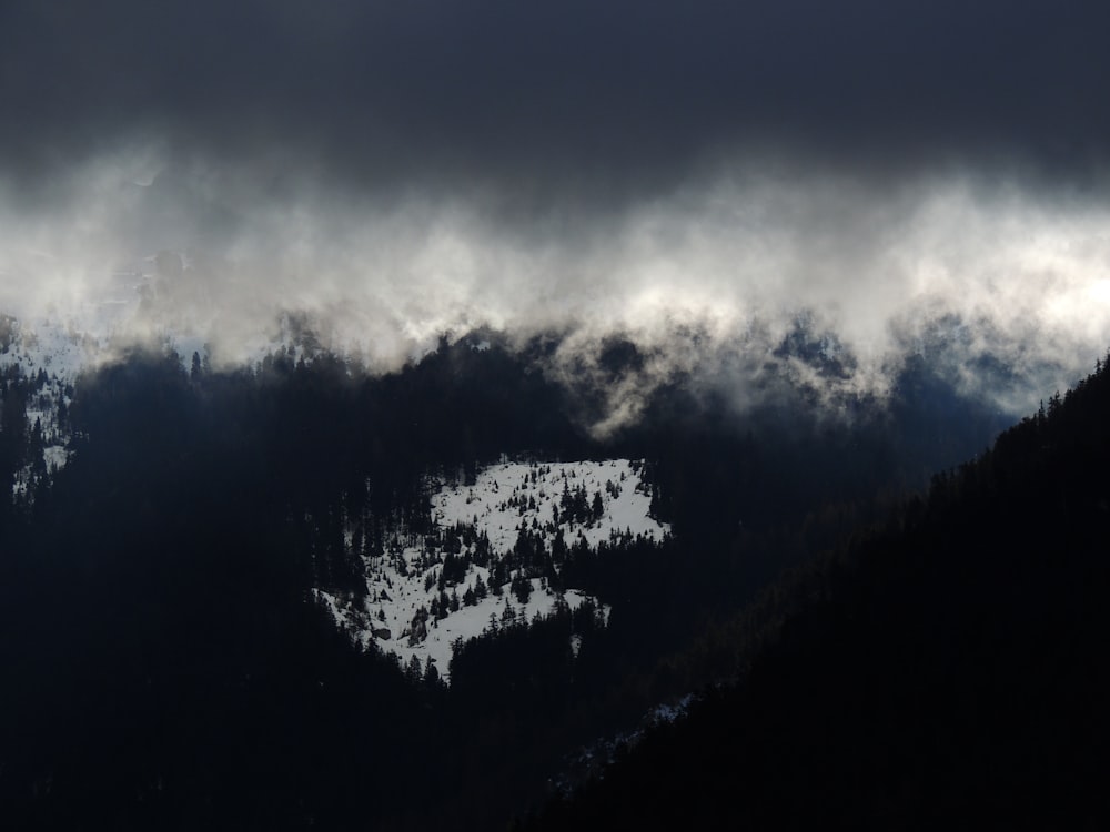 pinos verdes bajo nubes grises y blancas