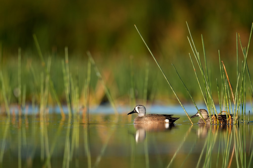Fotografia de foco seletivo de dois patos na água