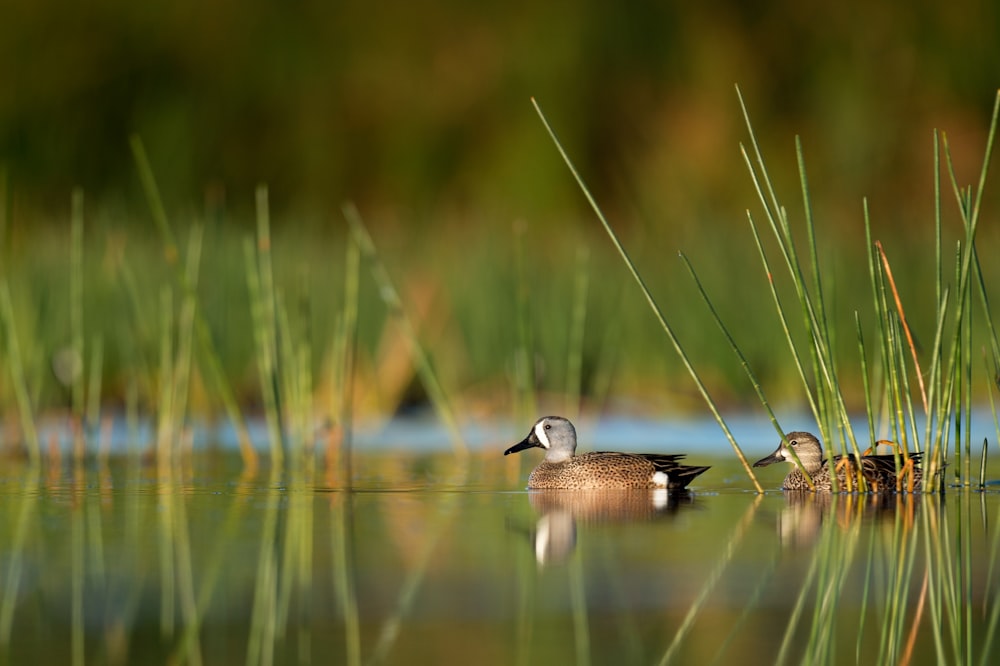 selective focus photography of two ducks on water