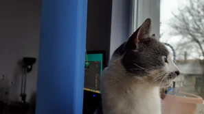 A gentle gray cat sitting by a window, watching birds outside.
