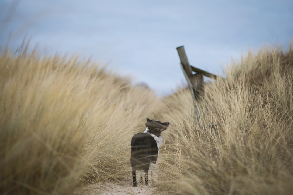 tilt shift lens photo of black dog