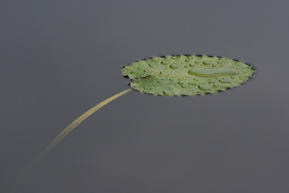 green leaf on body water with water droplets
