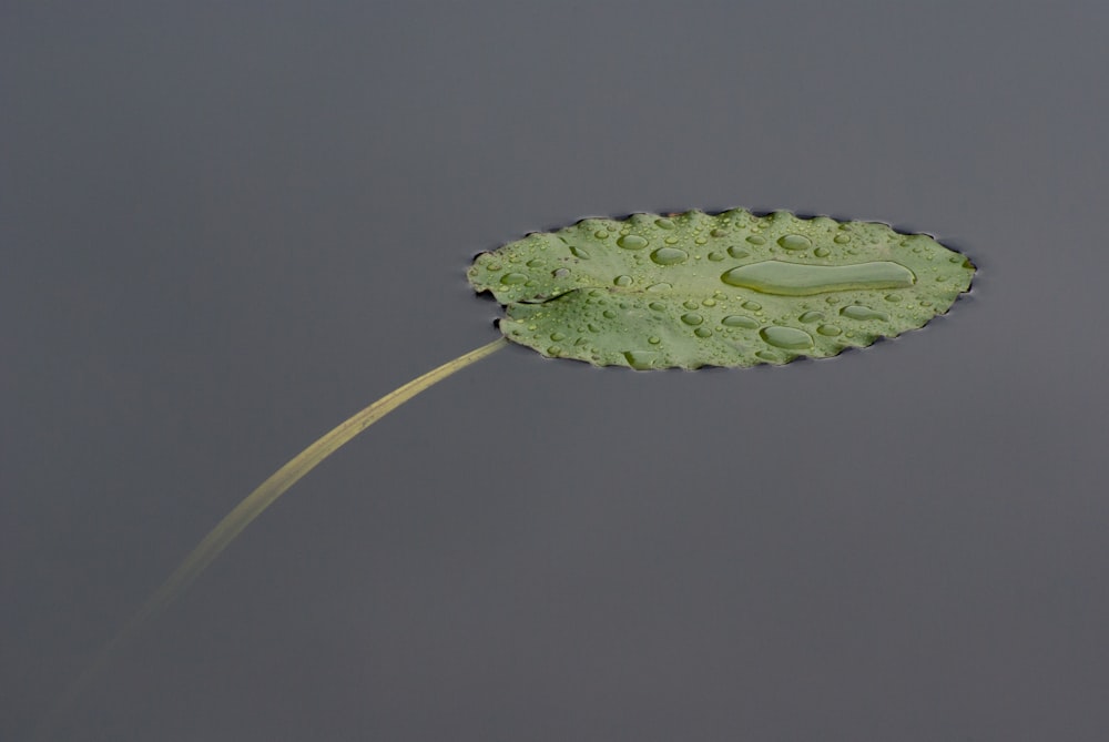 Hoja verde en el agua corporal con gotas de agua