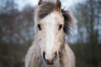 A close-up of a fluffy pony with a light brown and white coat. The background shows an out-of-focus natural setting with trees.