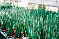 Rows of colorful succulents and cacti under natural light at the store.