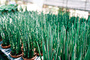 Sunlit greenhouse aisle showcasing rows of lush Sansevieria plants thriving in their natural environment