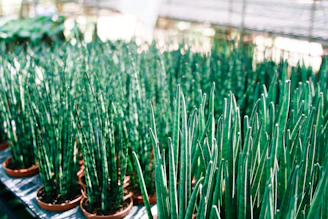 Rows of colorful succulents and cacti under natural light at the store.