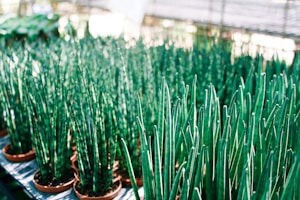 Rows of long, slender green succulents in brown pots line a surface in a brightly lit greenhouse environment. The plants appear healthy and vibrant, with a slight glossy texture reflecting the light.