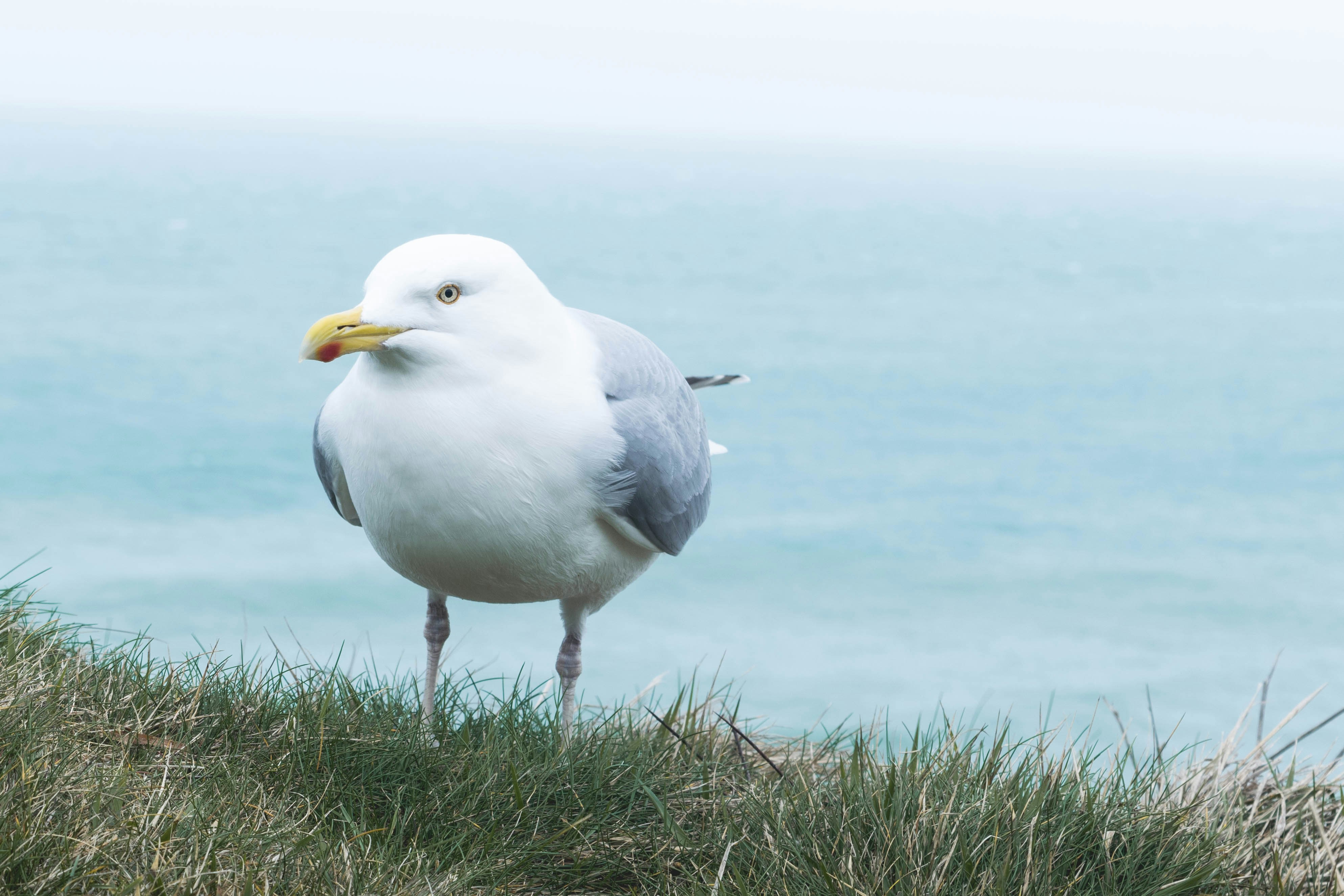 Free Unsplash photo from Valentin Sterckeman