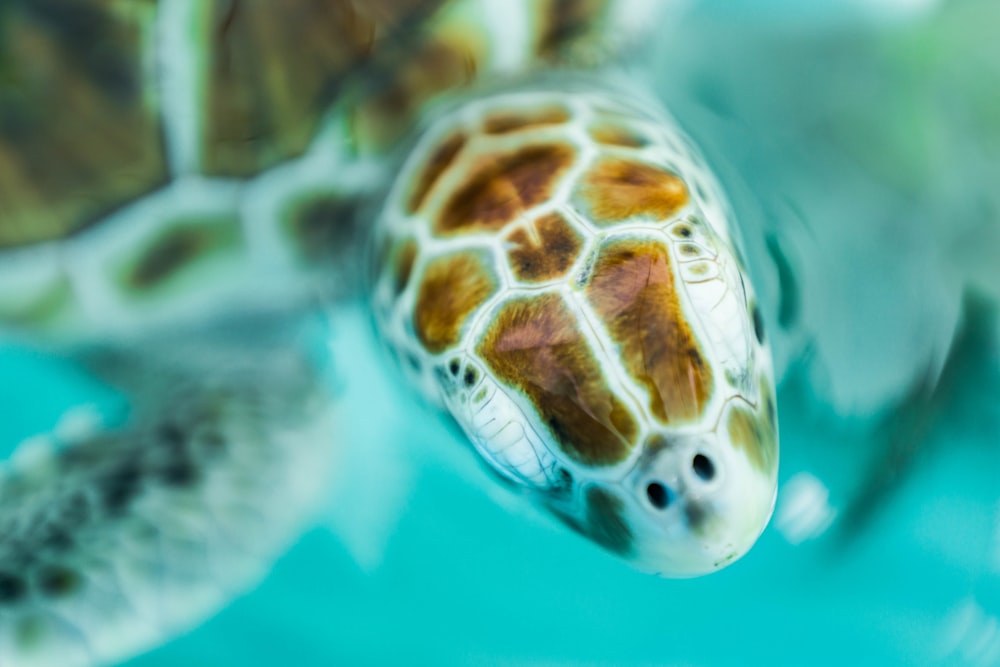 underwater photography of brown sea turtle